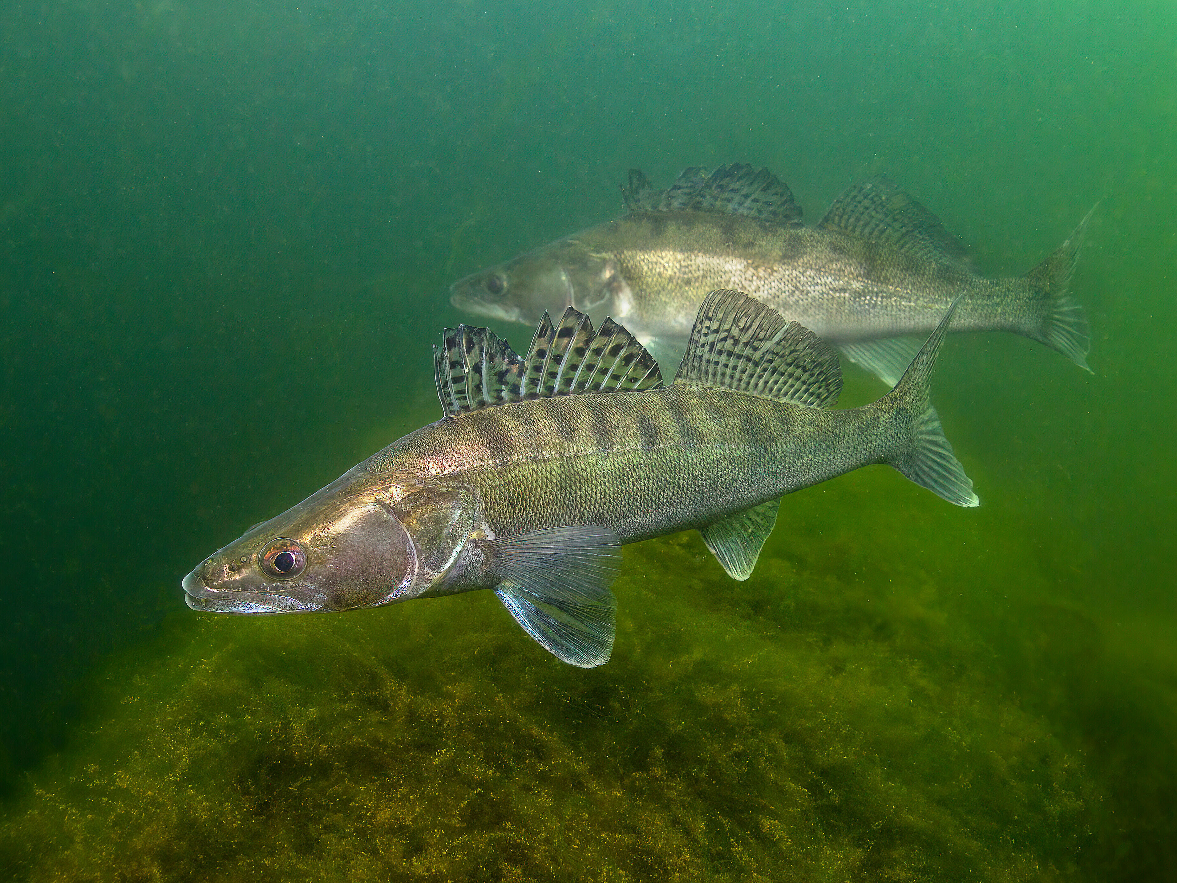 zander